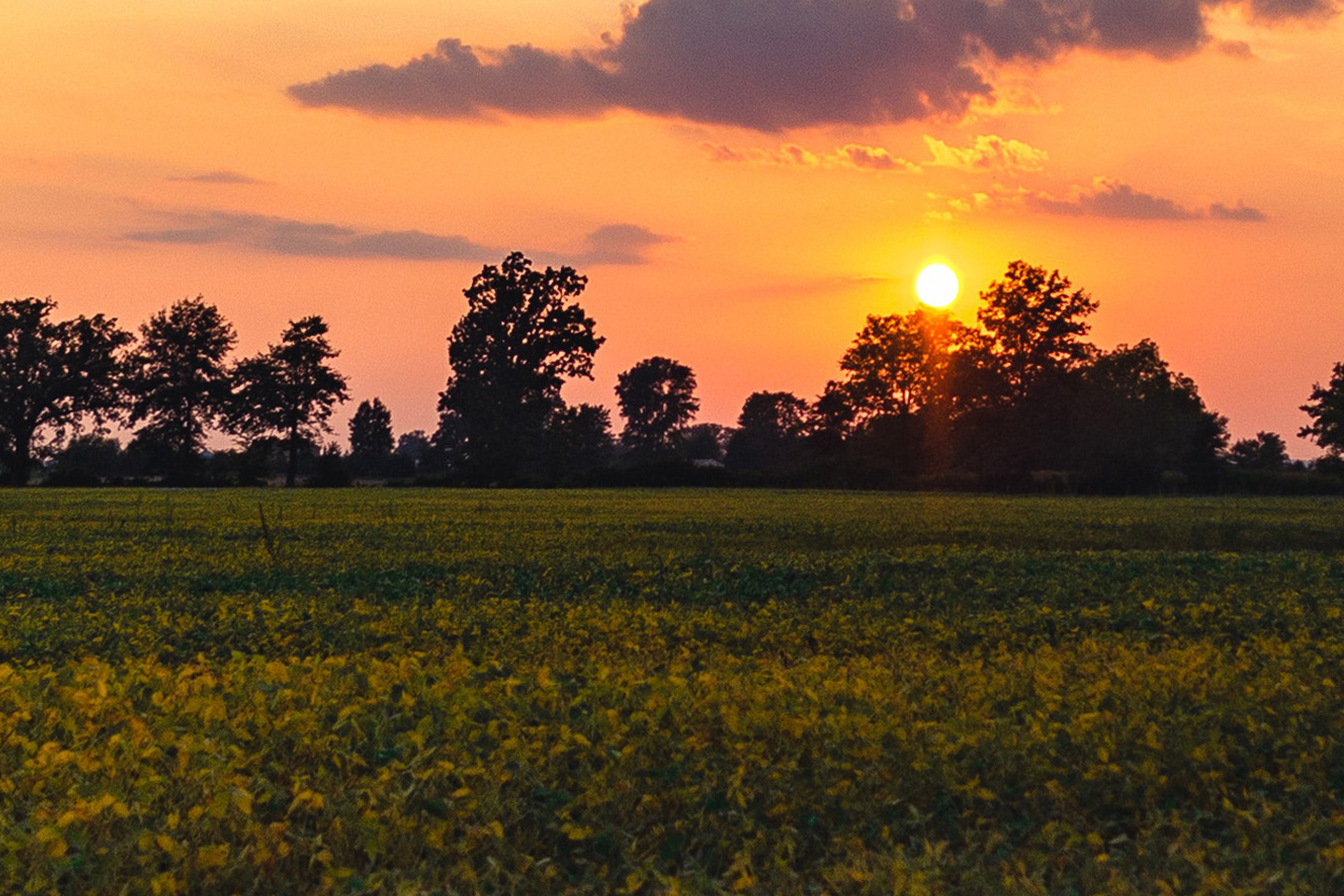 landscape image of a field and trees