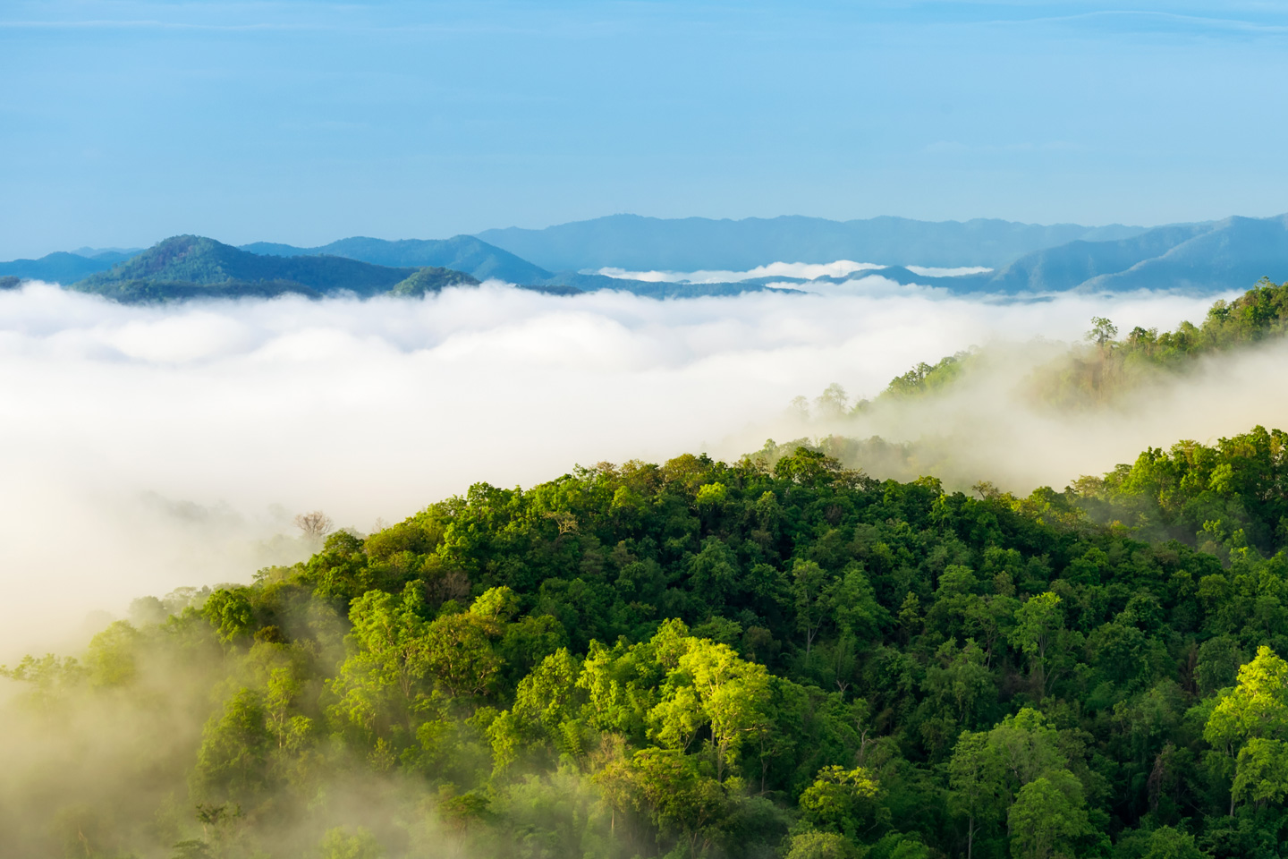trees and mountains covered in mist