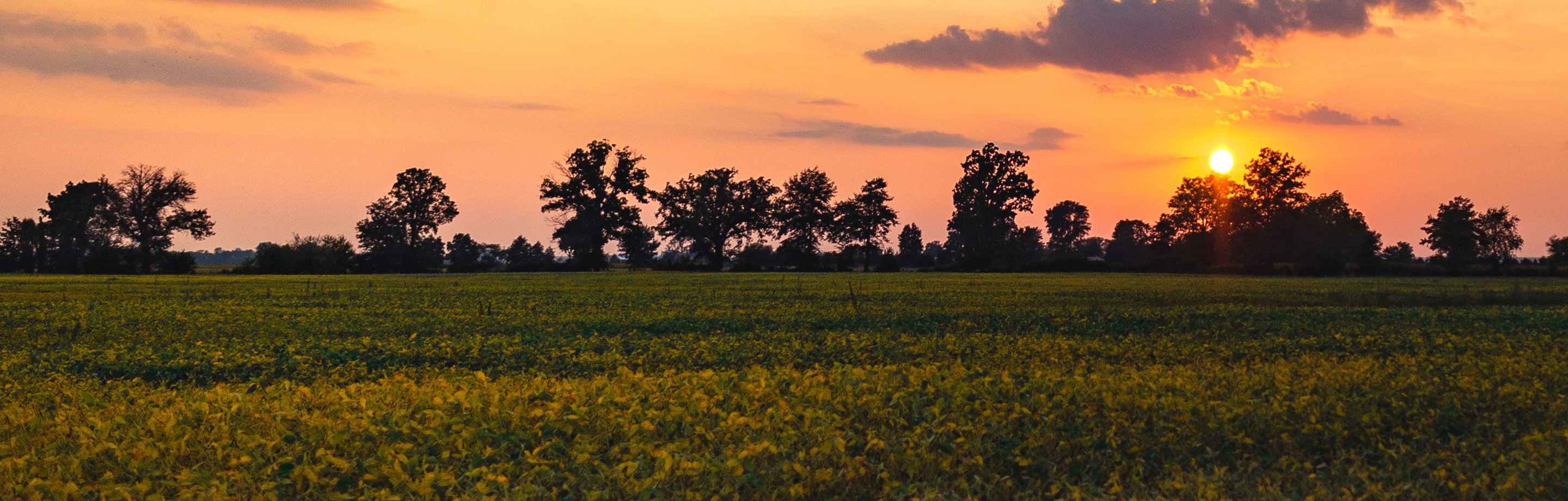 landscape image of a field and trees at sunset
