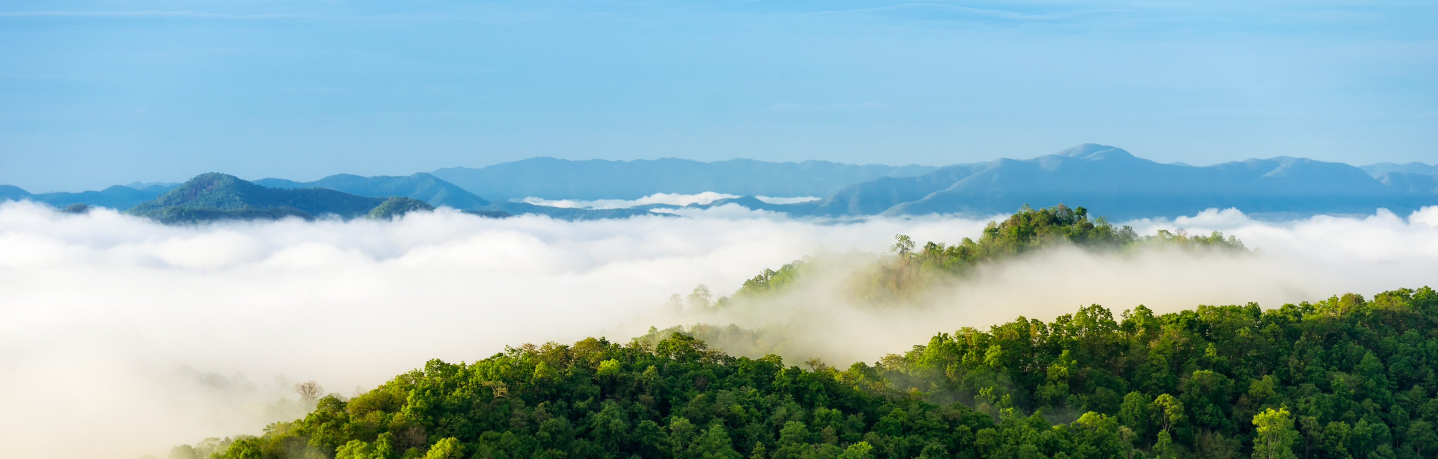 treetops and mist image